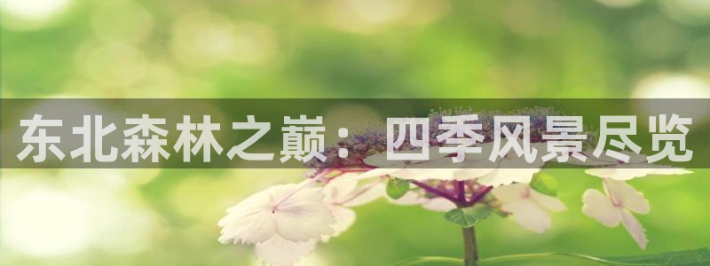新宝GG网页:东北森林之巅:四季风景尽览