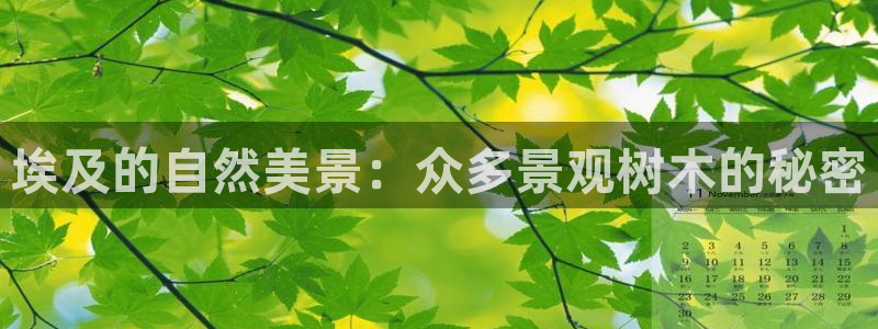 新宝gg怎么开户:埃及的自然美景:众多景观树木的秘密