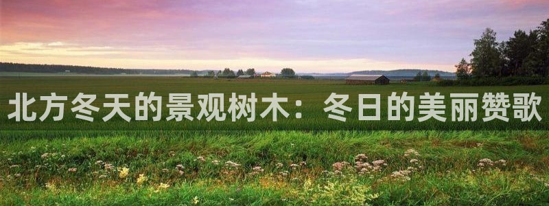 新宝6娱乐新宝gg:北方冬天的景观树木:冬日的美丽赞歌